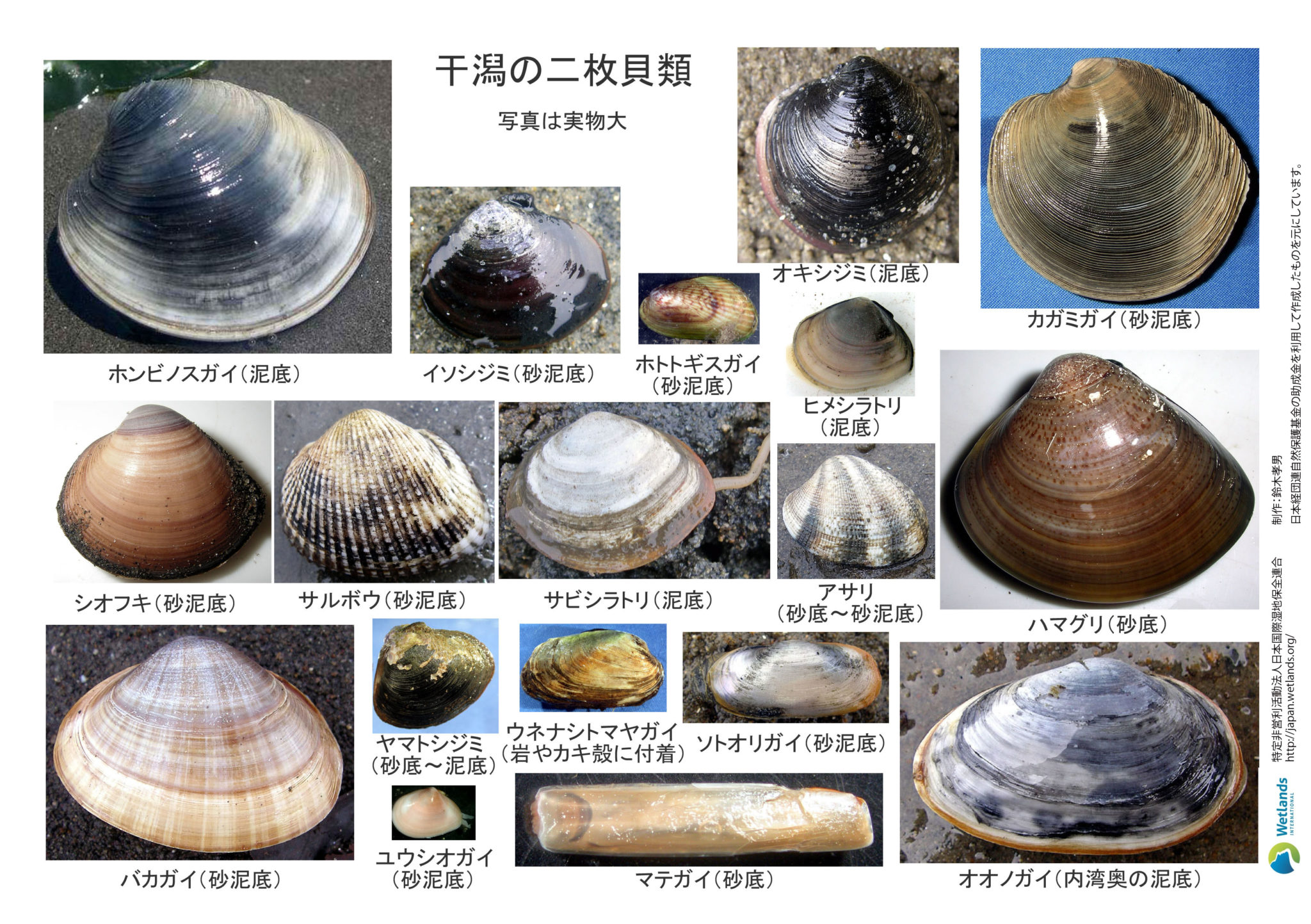 干潟の生物調査ガイドブックシリーズ - Wetlands International Japan