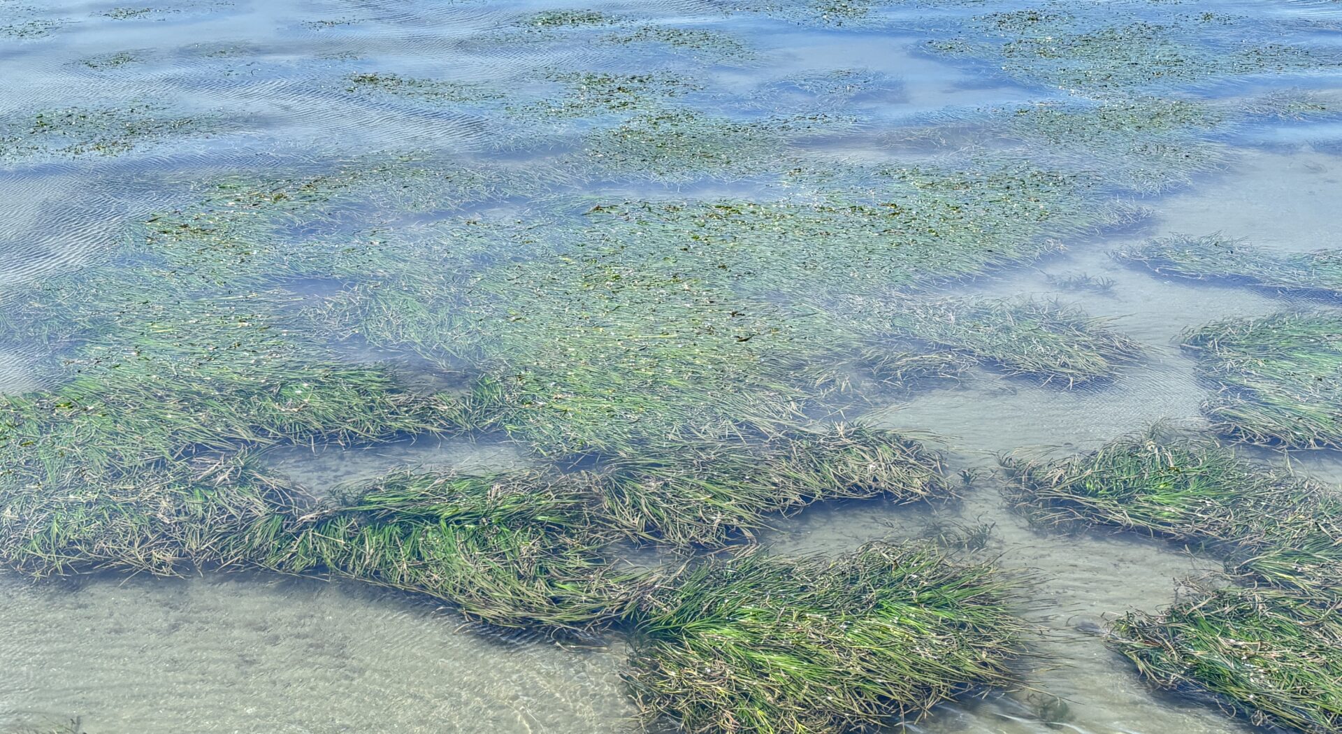 Home - Wetlands International Japan
